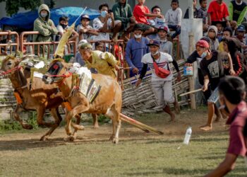 Budaya Karapan Sapi Di Madura, Unik dan Menarik
