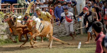 Budaya Karapan Sapi Di Madura, Unik dan Menarik