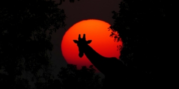 Exploring Africa’s Rich Culture: Celebrating Diversity and Traditions